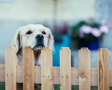 dog looking over wooden fence