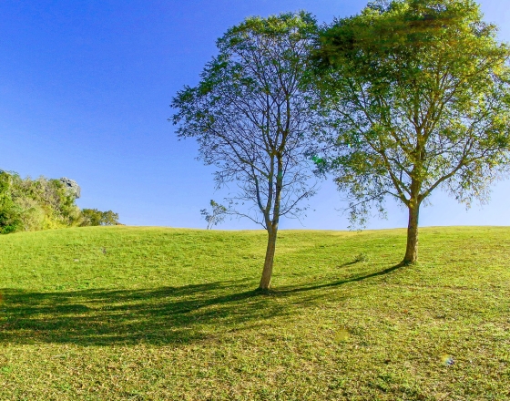 land with two trees